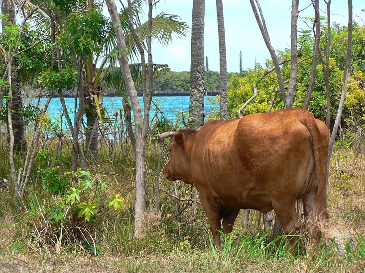 106- La plus heureuse des vaches.JPG